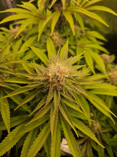 Growreport Bild 17