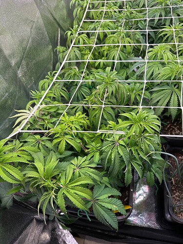 Growreport Bild 22