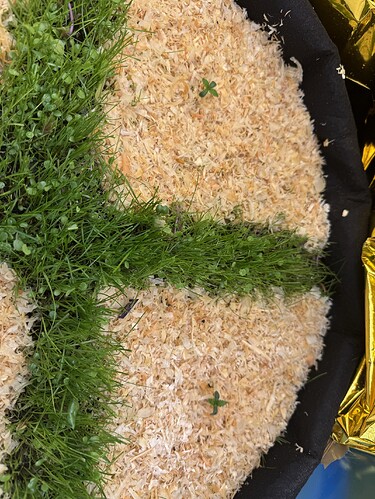 Growreport Bild 37