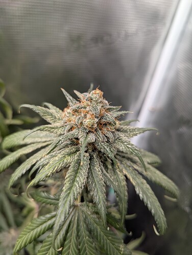 Growreport Bild 3