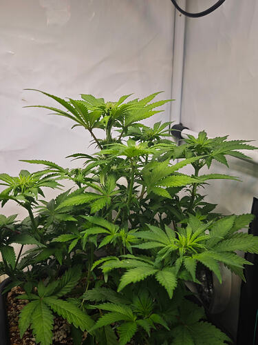 Growreport Bild 31