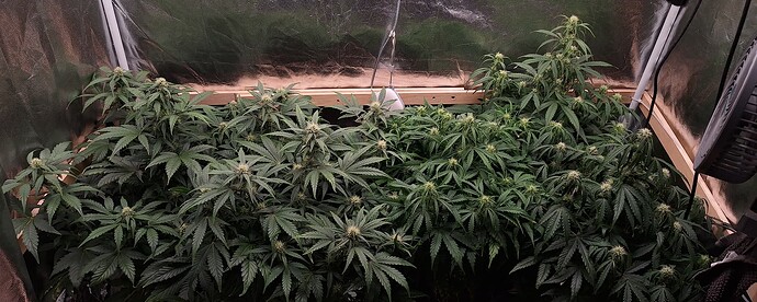 Growreport Bild 1