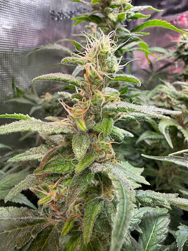 Growreport Bild 20