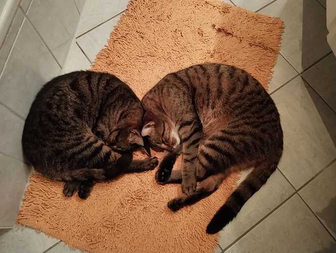 WhatsApp Bild 2024-08-31 um 23.24.55_9ccb30f0