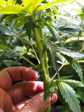 6ff7f474d60583d766e2b8b5e0f37229cacf25b5_2_750x1000