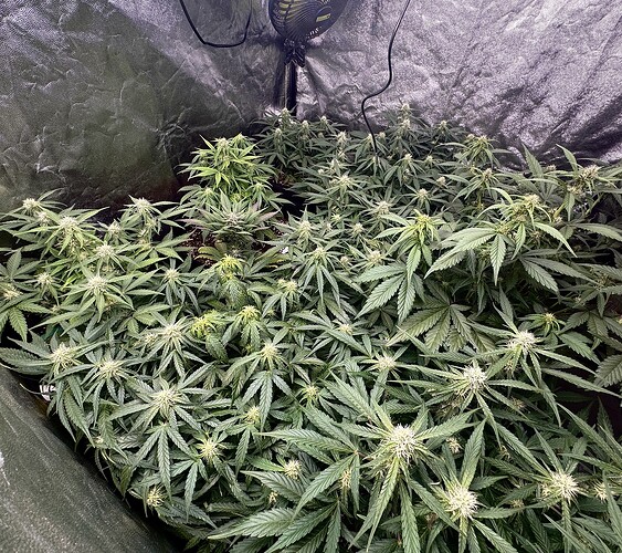 Growreport Bild 5