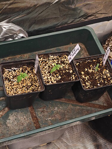 Growreport Bild 11