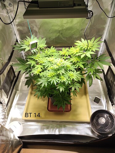 Growreport Bild 1