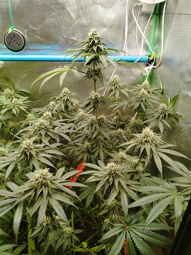 Growreport Bild 5