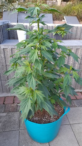 Growreport Bild 5