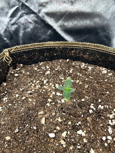 Growreport Bild 1