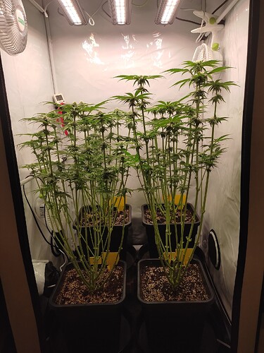 Growreport Bild 33