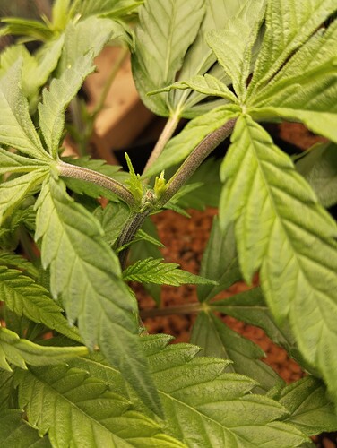 Growreport Bild 3