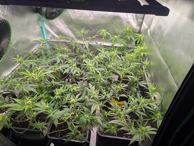 Growreport Bild 4