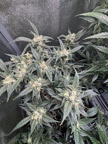 Growreport Bild 3