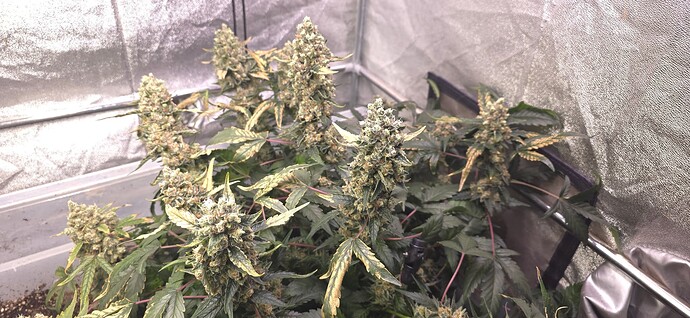 Growreport Bild 4