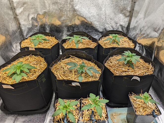 PXL_20240713_195532586