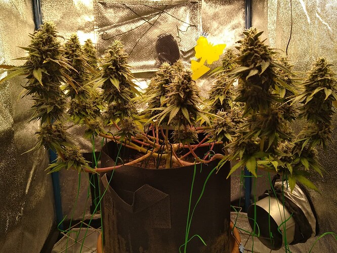 765e727f18da487d12b0d78947aa4b197c17ddaa_2_1332x1000