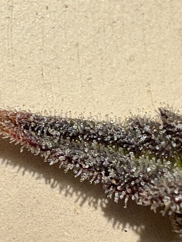 Growreport Bild 5