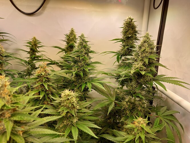 Growreport Bild 2