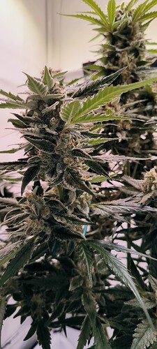 Growreport Bild 5