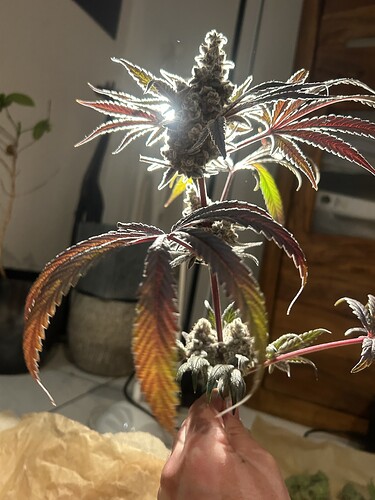 Growreport Bild 21