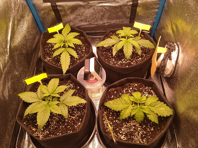 Growreport Bild 2