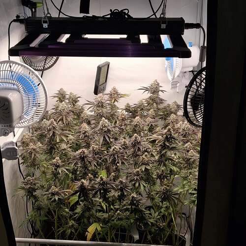 Growreport Bild 5