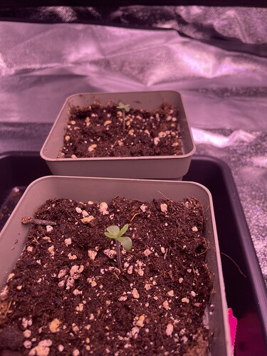 Growreport Bild 4