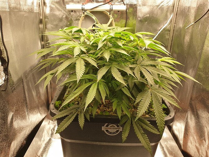Ayahuasca Purple_2  05.01.2025