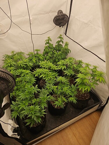 Growreport Bild 1