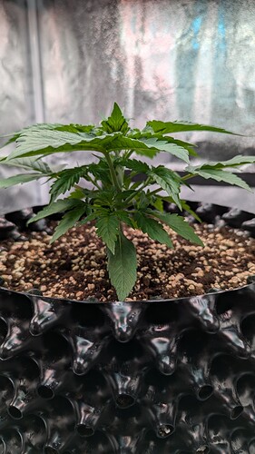 PXL_20240714_164137484.MP