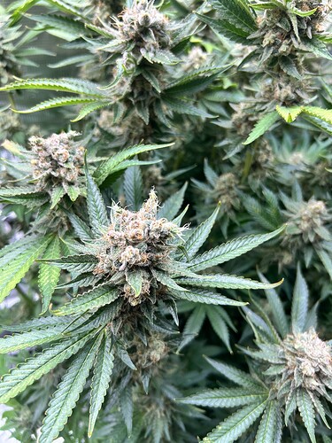 Nahaufnahme von reifen Cannabis-Buds mit Trichomen und Blättern.