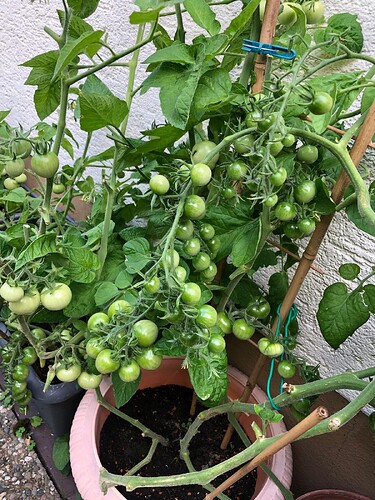 Growreport Bild 81