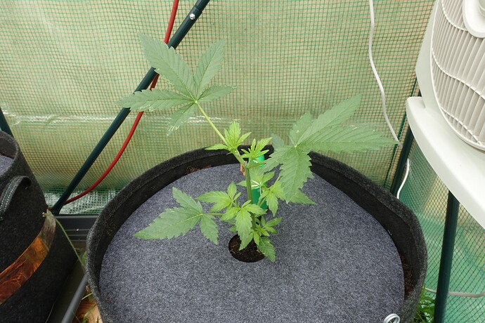 Growreport Bild 4