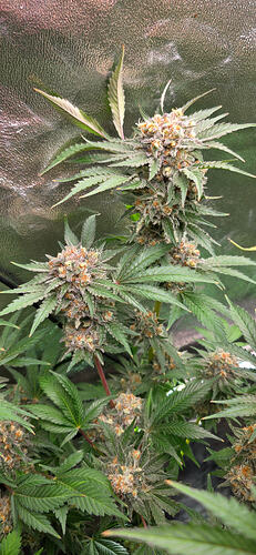 Growreport Bild 79
