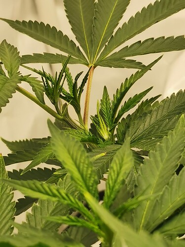 Growreport Bild 8