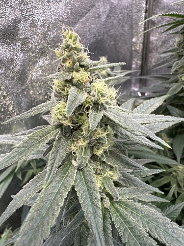 Growreport Bild 40