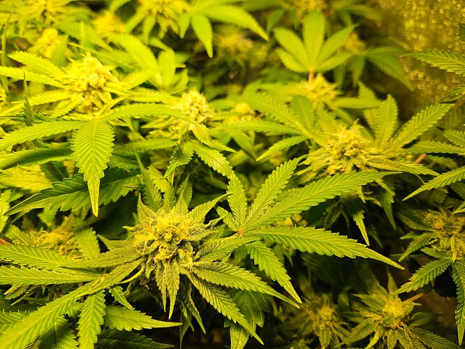 Growreport Bild 24