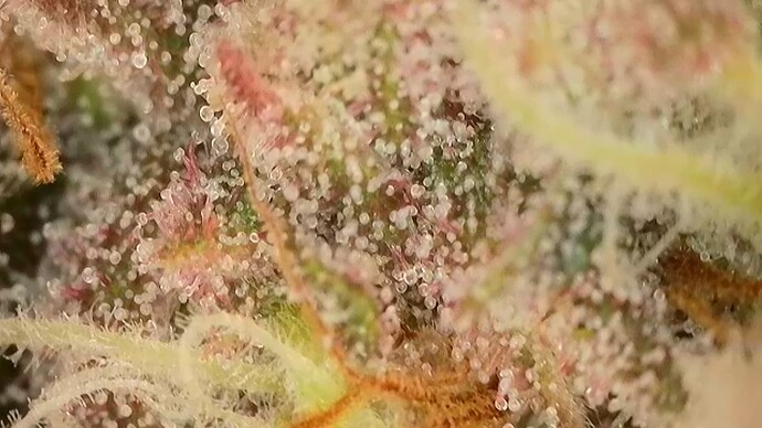 Growreport Bild 5