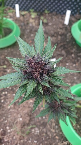 Growreport Bild 45