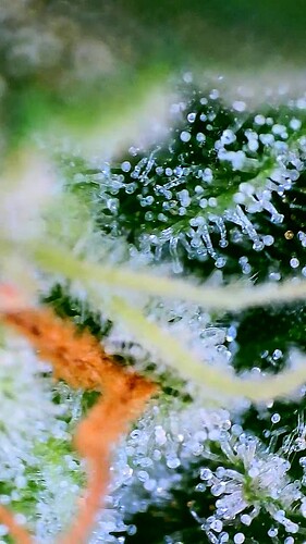 Growreport Bild 9