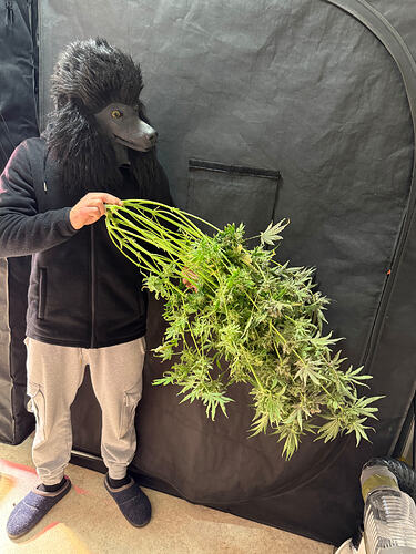 Growreport Bild 37