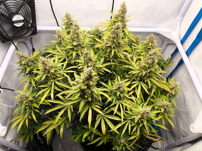 Growreport Bild 7