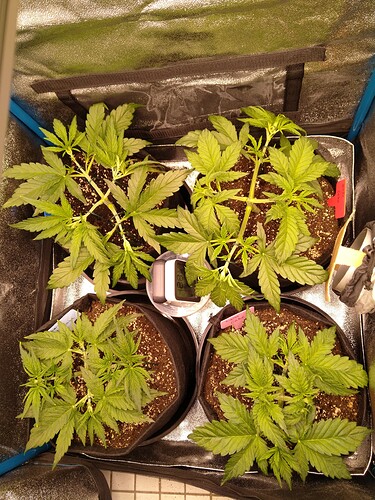 Growreport Bild 2