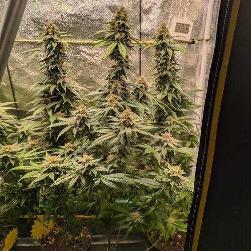 Growreport Bild 18