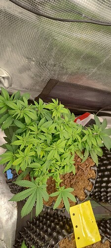 IMG_20251017_101714538_HDR