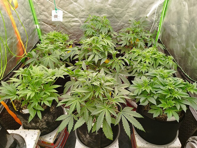 Mehrere junge Cannabispflanzen in einem Zelt, die sich im Wuchs befinden.