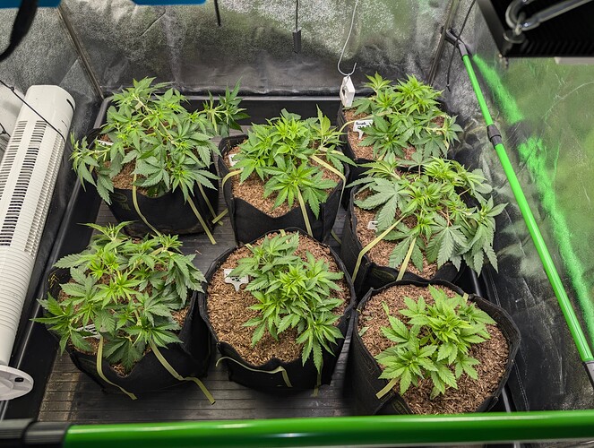 Growreport Bild 3