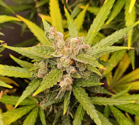 Growreport Bild 6